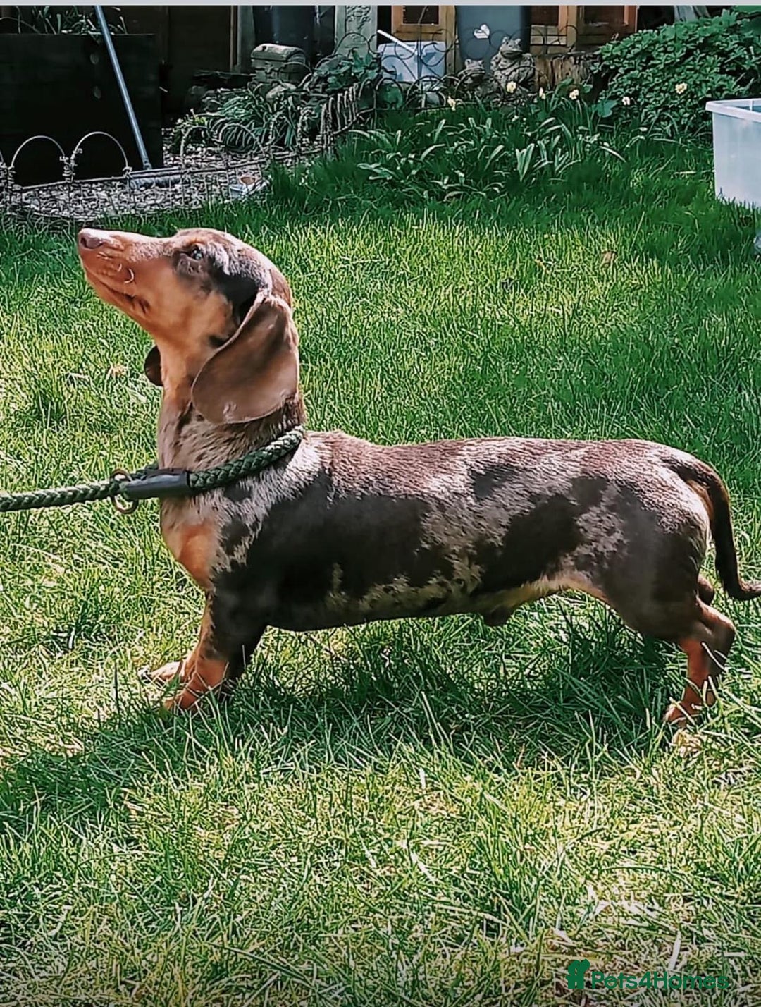 Mixed Breed dogs for sale: Jack Russel/miniature Datchound - Image 29