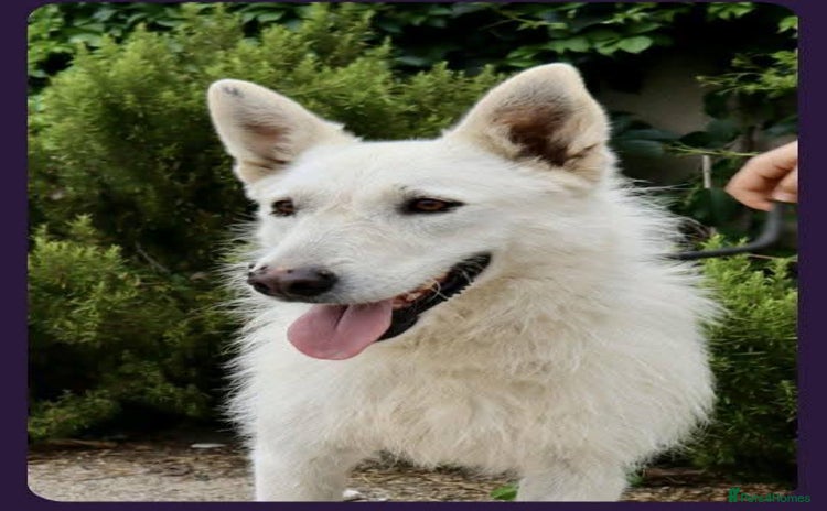 Mixed Breed dogs - Advert 4