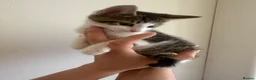 Domestic Shorthair cats for sale: Kittens £15 - Advert 3