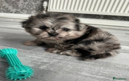 Pomeranian dogs for sale: TINY MARBLE POMERANIAN GIRL  - Image 2