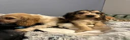 Cocker Spaniel dogs for sale: KC Reg Show Cocker - Advert 16