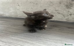 Mixed Breed cats for sale: British short hair female kittens  - Image 2