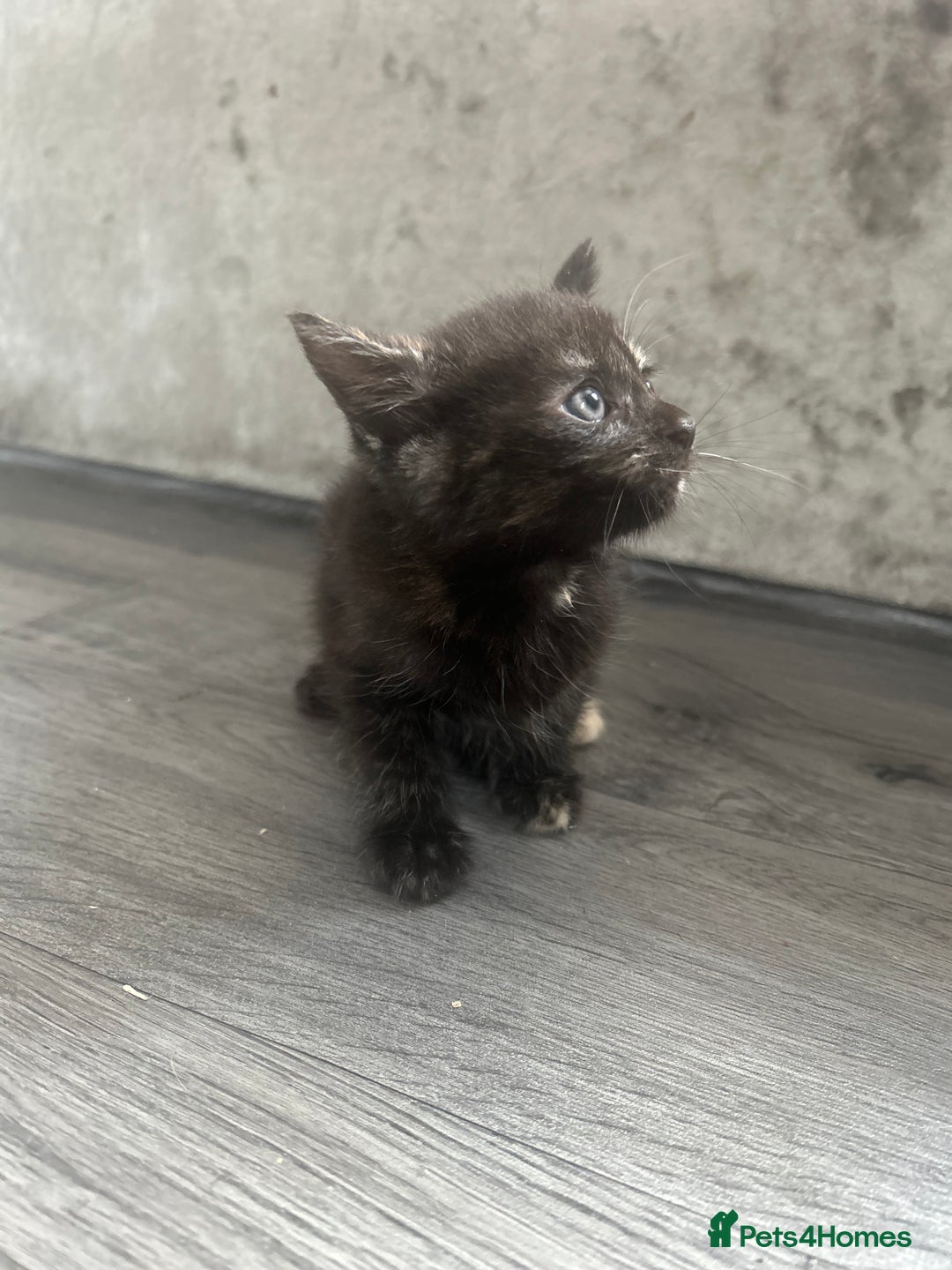 Mixed Breed cats for sale: British short hair female kittens  - Image 2