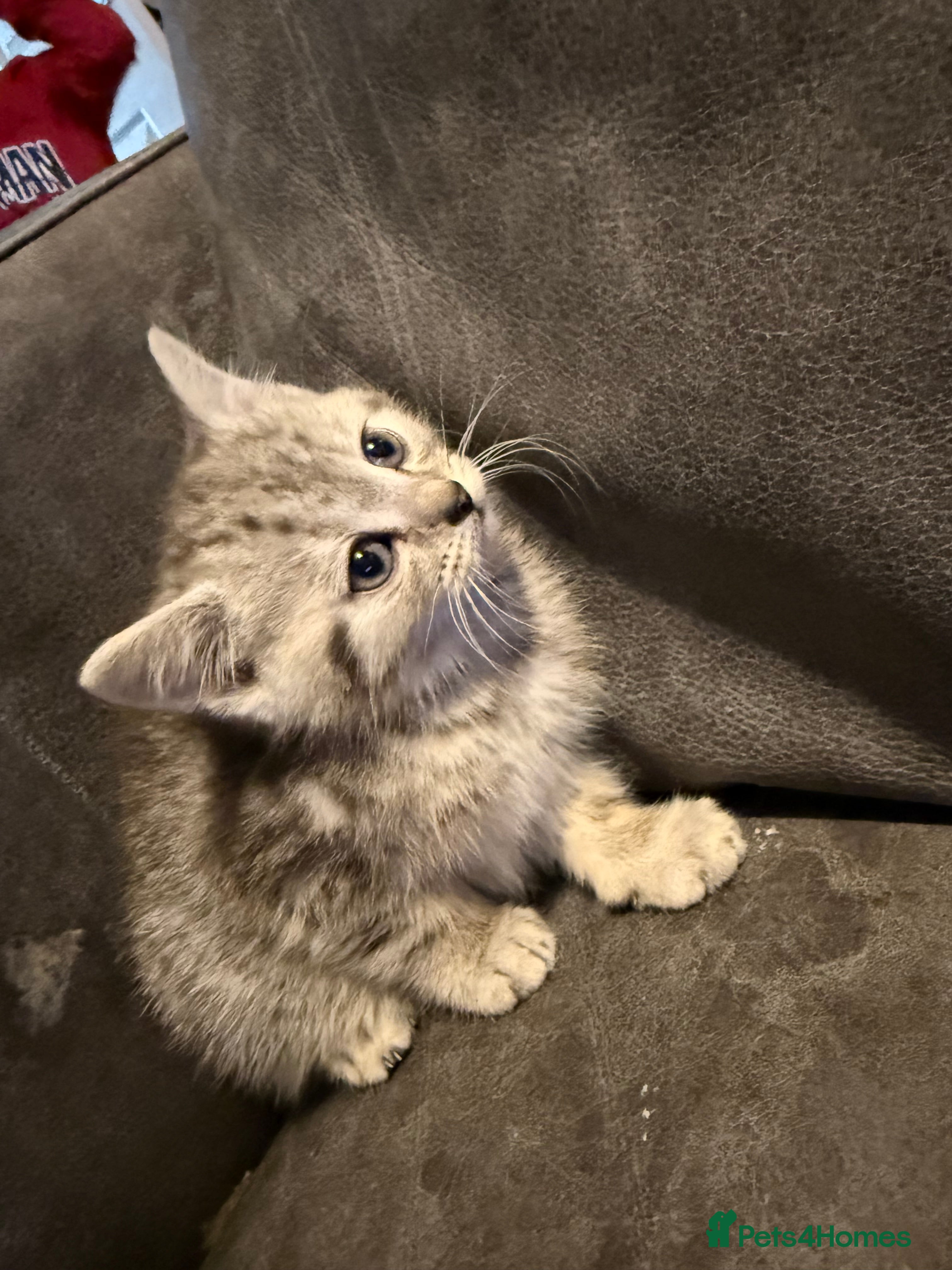 British Shorthair cats 1/2 sliver British shorthair, 1/2 maincoon  - Advert 1