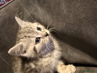 British Shorthair cats 1/2 sliver British shorthair, 1/2 maincoon - Advert 1