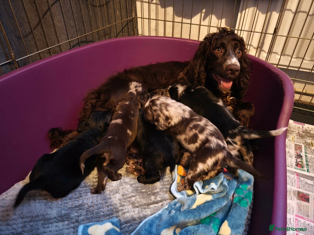 Cocker Spaniel dogs for sale: 💛 Cocker Spaniel Puppies - Ready 4th January 💛 - Advert 10