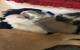 French Bulldog dogs for sale: Kc registered French bulldogs  - Image 17