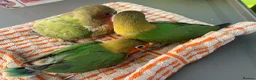 Lovebirds birds for sale: Hand reared baby lovebirds - Advert 3