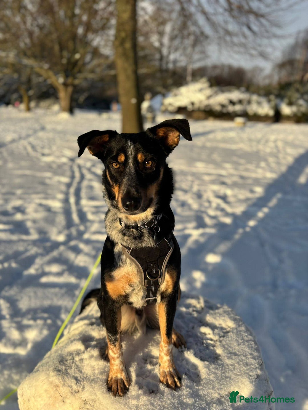 Mixed Breed dogs for adoption: Meet Dave,  currently residing in Aberdeen - Advert 11