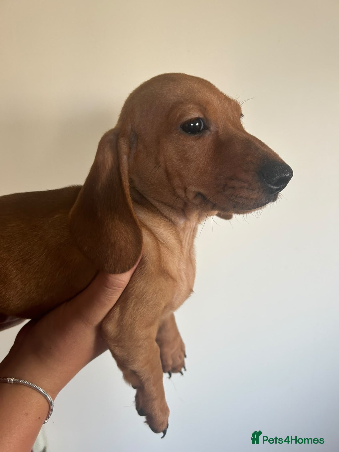 Miniature Dachshund dogs Stunning miniature dachshund boy  - Advert 12
