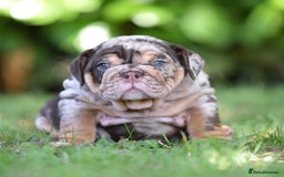 English Bulldog dogs for sale: ***EPIC BULLYZ RARE BULLDOGS*** - Image 4