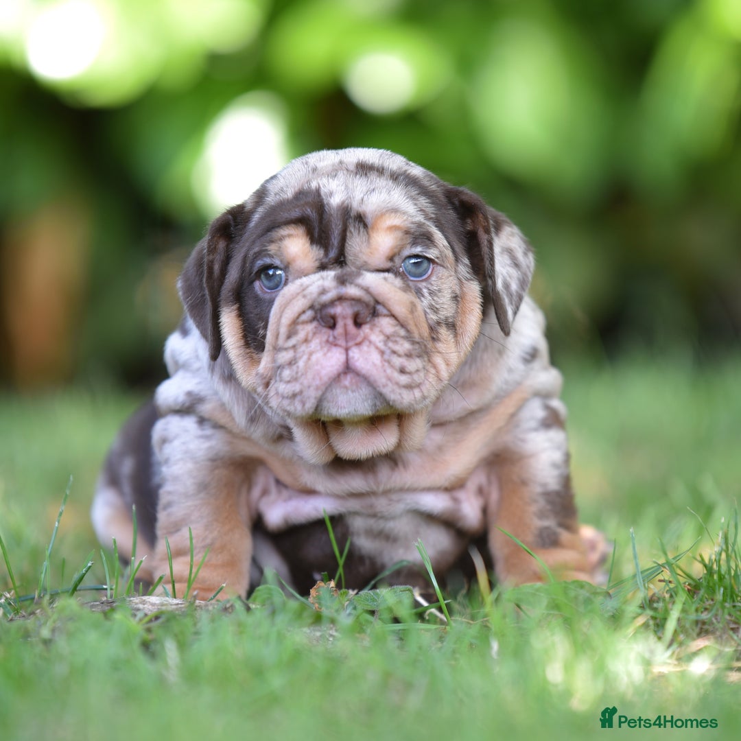 English Bulldog dogs for sale: ***EPIC BULLYZ RARE BULLDOGS*** - Image 4