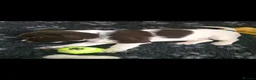 English Springer Spaniel dogs for sale: 💛Beautiful💫KC🐾English Springer Spaniel Puppies  - Advert 4