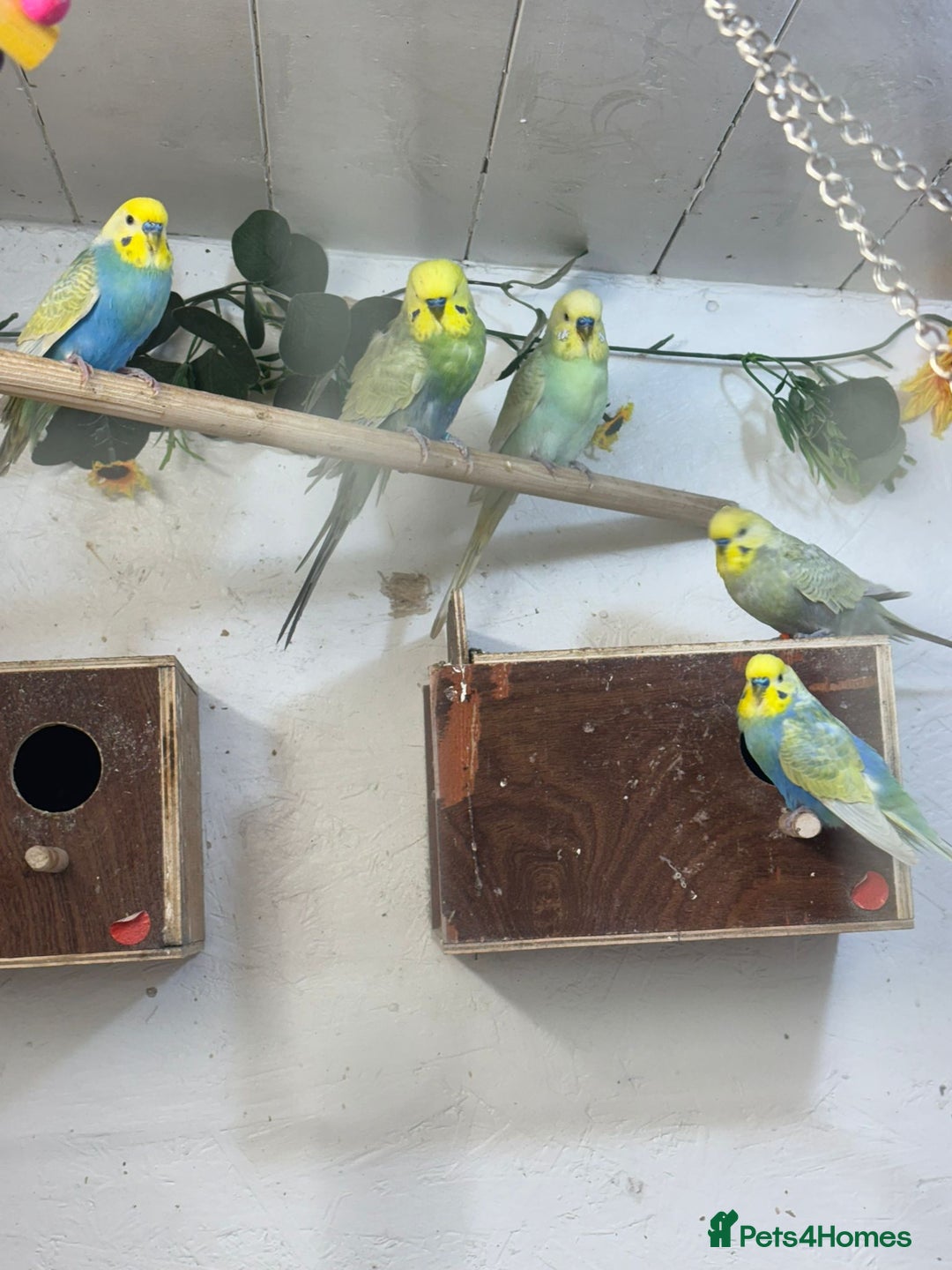 Budgerigars birds for sale: ***Closing down aviary*** - Advert 2