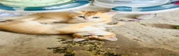 Scottish Fold cats for sale:  Kittens Ready for Their Forever Homes - Advert 14