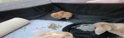 Mini Lop rabbits for sale: 5 Mini Lop bunnies ( 1 fawn boy left) - Advert 7