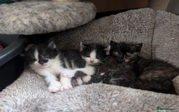 Mixed Breed cats for sale: Last kitten from this litter available now. - Image 3