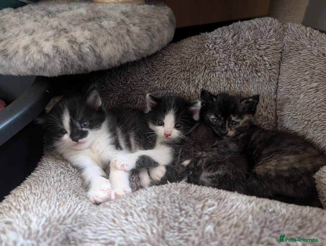 Mixed Breed cats for sale: Last kitten from this litter available now. - Image 3
