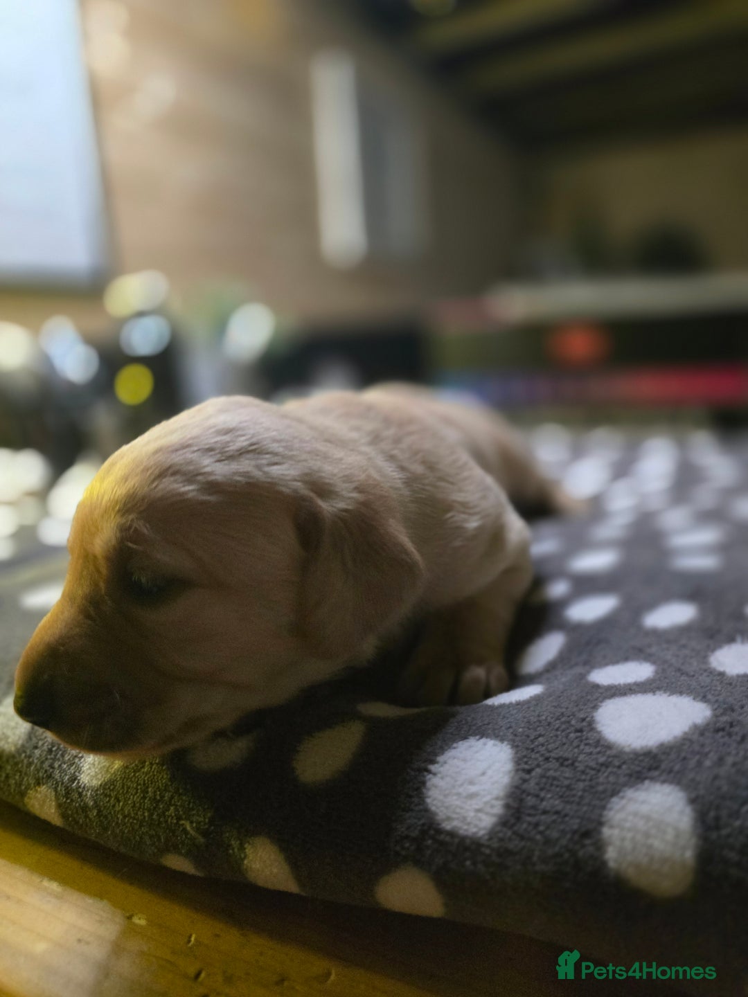Labrador Retriever dogs for sale: Beautiful Labradors. Ready in time for Christmas - Image 12