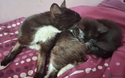 Mixed Breed cats for sale: Black and black and white kittens - Image 4