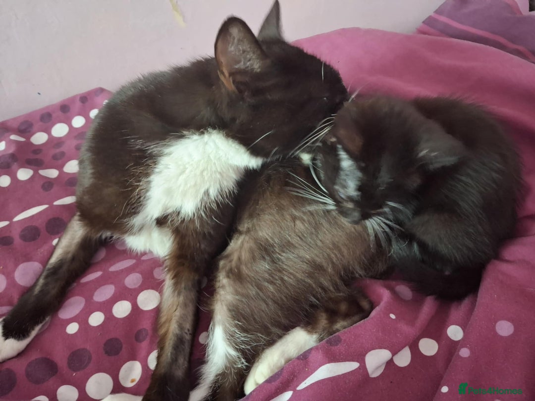 Mixed Breed cats for sale: Black and black and white kittens - Image 4
