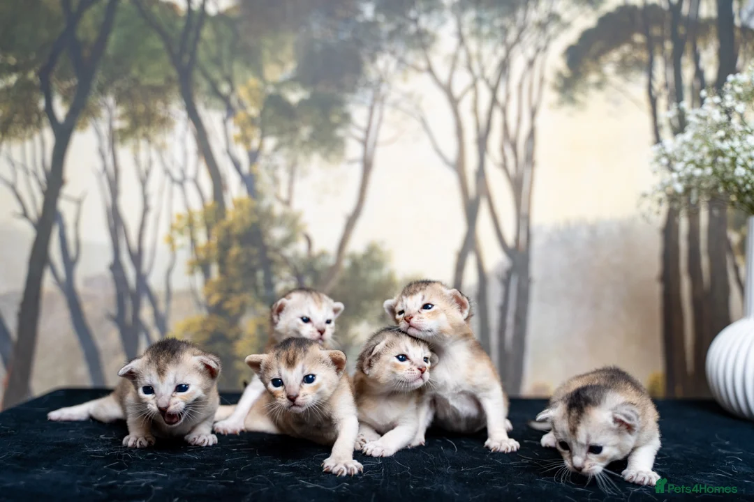 Abyssinian cats for sale: Exceptional Pedigree 6 Abyssinians-Super Friendly - Advert 20