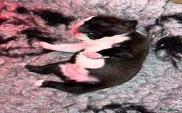 Boston Terrier dogs for sale: Female Boston Terrier - Image 4