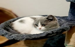British Shorthair cats for sale: Gorgeous Blue Bicolour British Shorthair Male - Image 16
