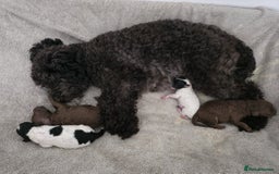 Cavapoo dogs for sale: Stunning F1b chocolate and tan Cavapoo girl  - Image 5