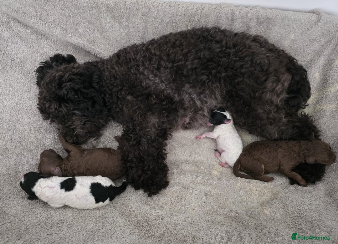 Cavapoo dogs for sale: Stunning F1b chocolate and tan Cavapoo girl  - Image 5