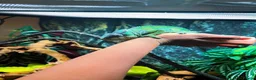 Chameleon reptiles for sale: Guardian The Chameleon in Llanfairpwllgwyngyll - Advert 7