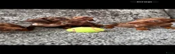 Dachshund dogs for sale: Miniature Dachshund - Advert 3