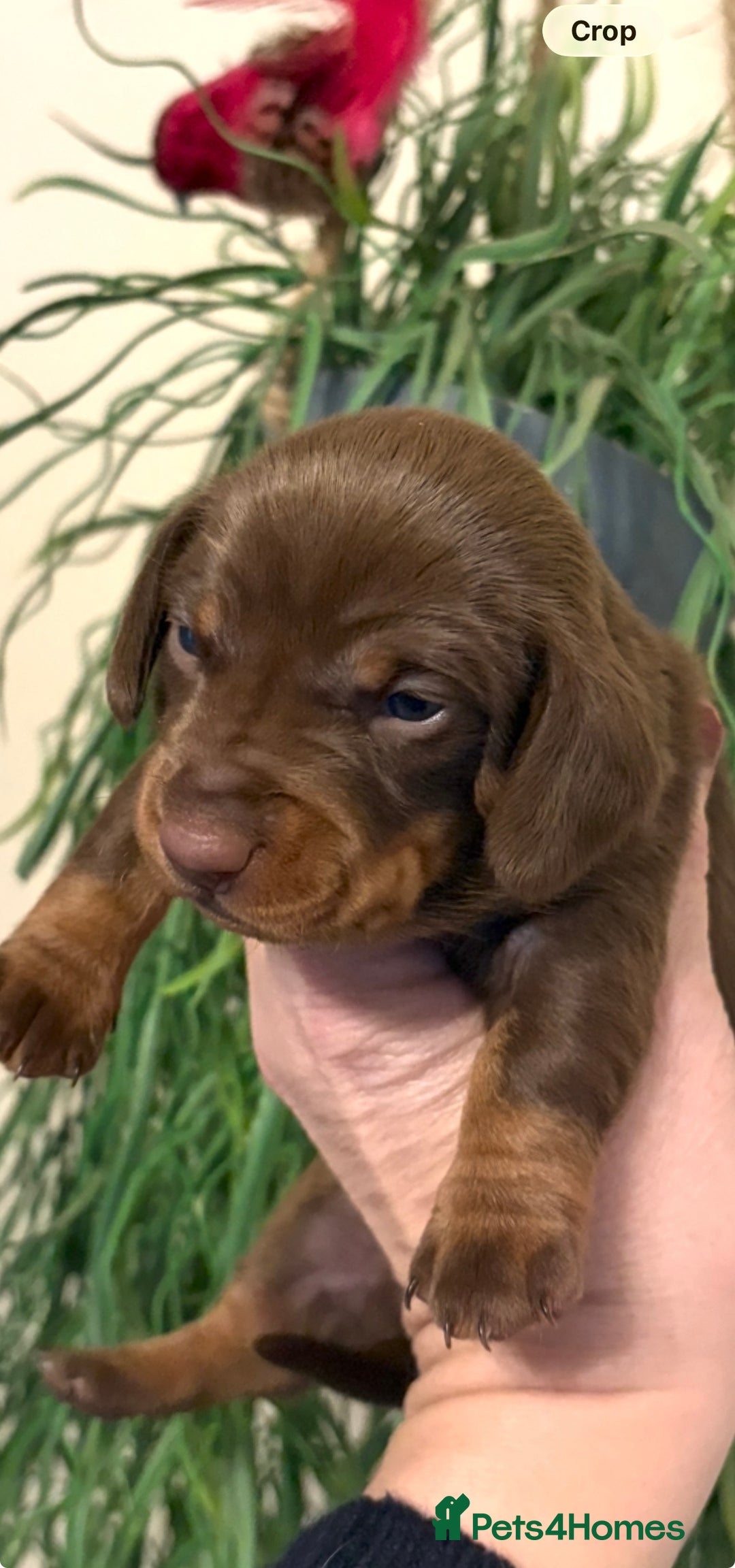 Dachshund dogs for sale: Stunning  pedigree miniature dauchound puppies  - Advert 6
