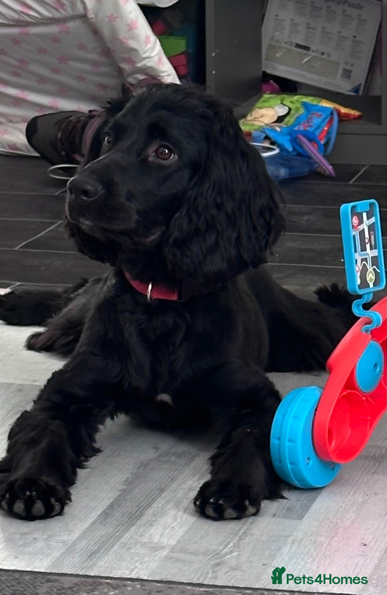 Sprocker dogs Male sprocker spaniel - Advert 2