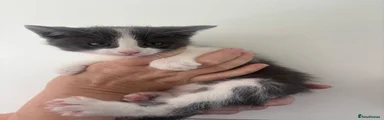 Mr grey 