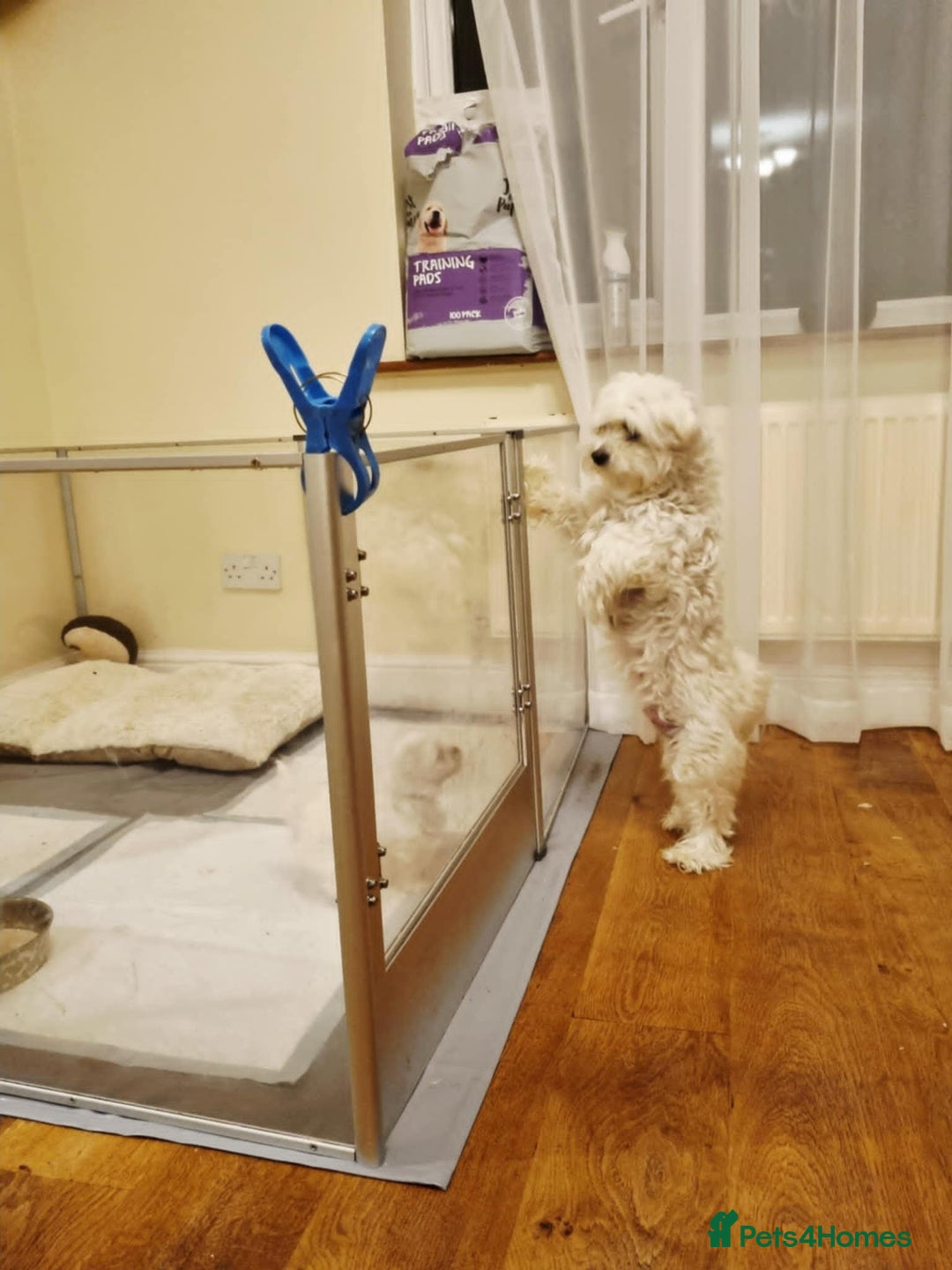 Maltese dogs for sale: Beautiful Maltese Puppies - Advert 10