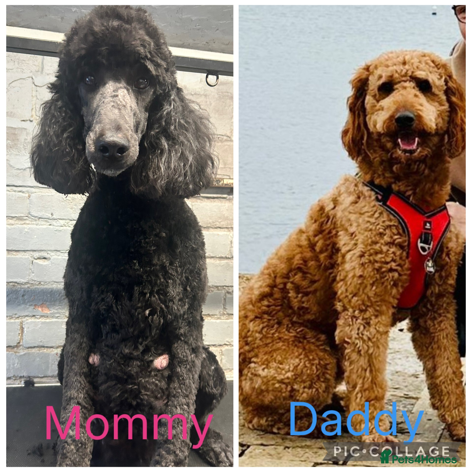 Labradoodle dogs Standard f2bb multigenerational labradoodle - Advert 9