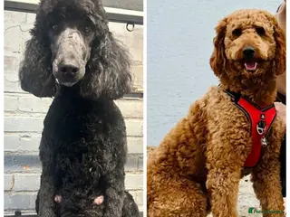 Labradoodle dogs Standard f2bb multigenerational labradoodle - Advert 9