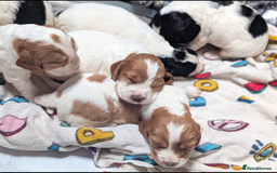 Cocker Spaniel dogs for sale: Working cocker spaniels  - Image 7