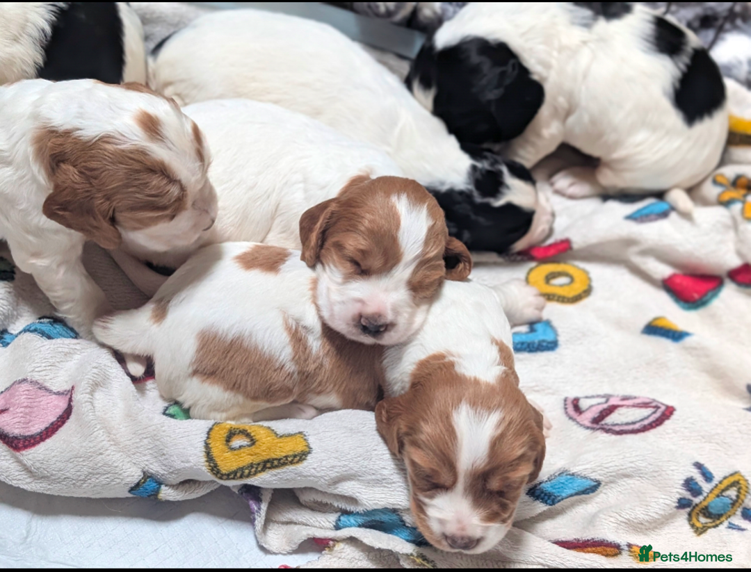 Cocker Spaniel dogs for sale: Working cocker spaniels  - Image 7