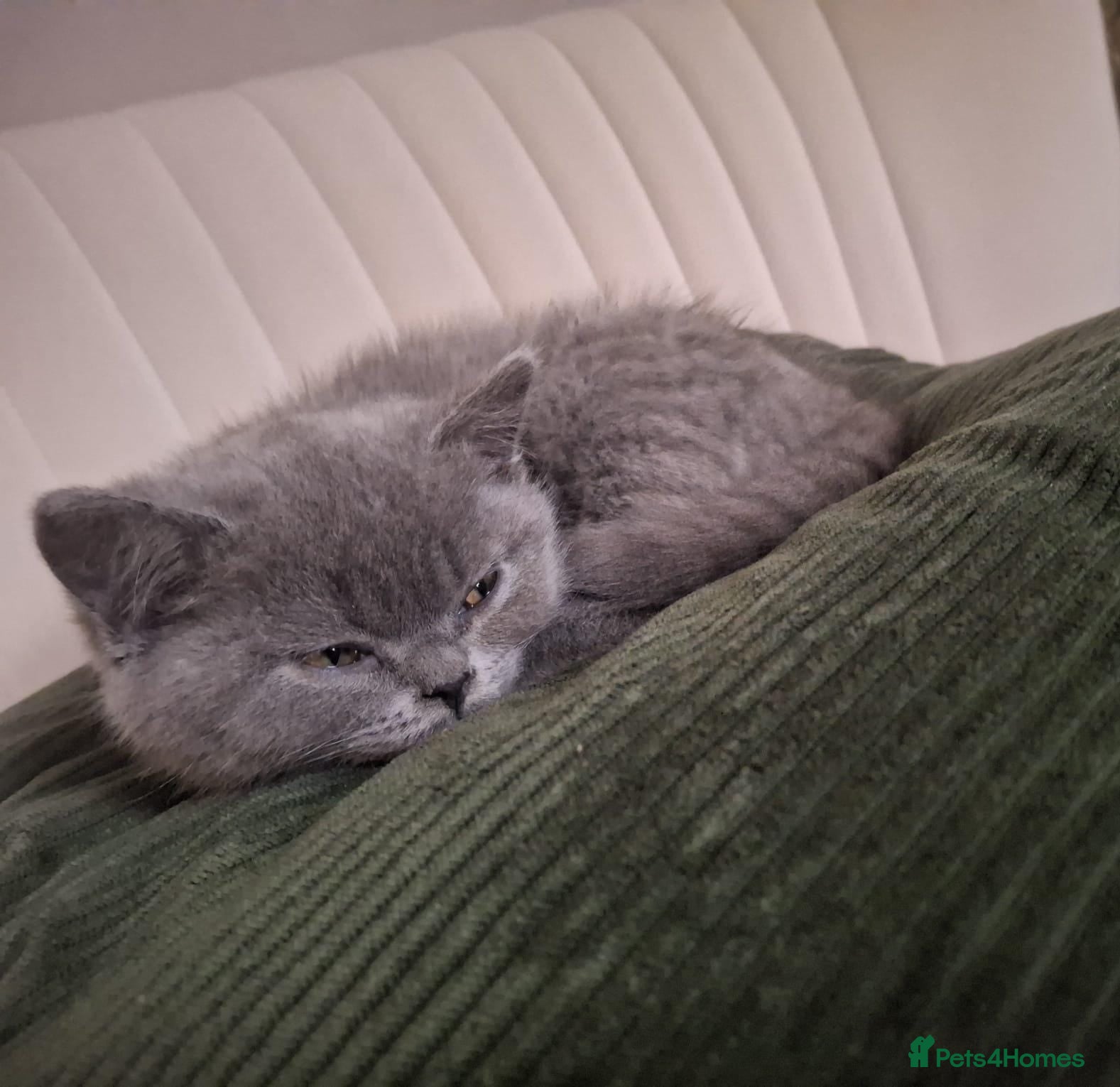 British Shorthair cats Misty  - Advert 2