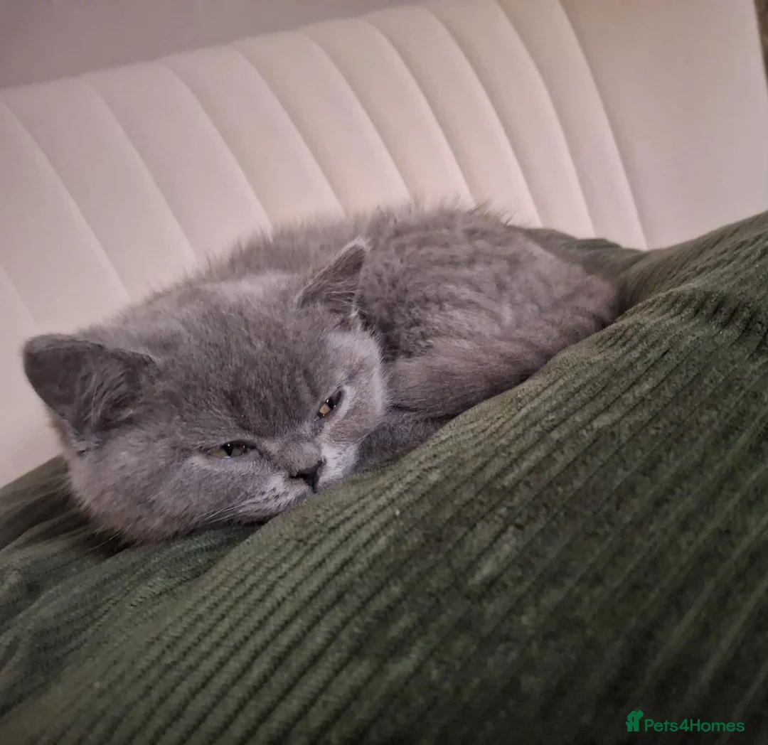 British Shorthair cats for sale: Misty  - Advert 1