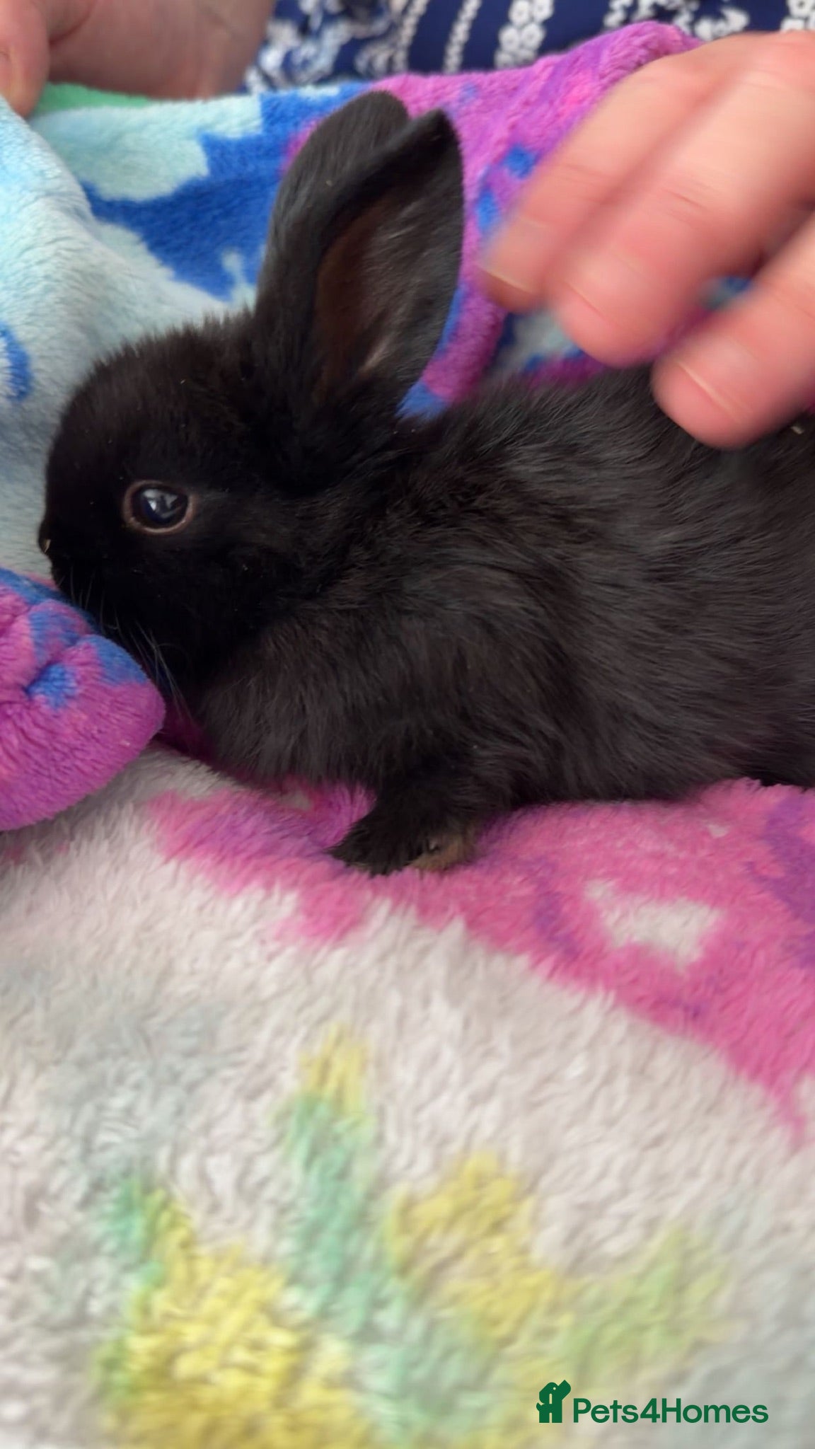 Mini Lop rabbits Mini lop buns - Advert 1
