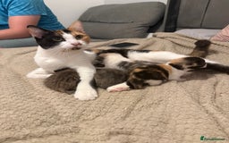 Mixed Breed cats for sale: Beautiful tabby mixed calico cross Persian kitten  - Image 1