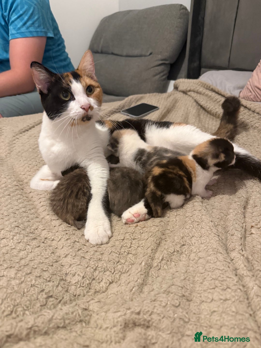 Mixed Breed cats for sale: Beautiful tabby mixed calico cross Persian kitten  - Image 1