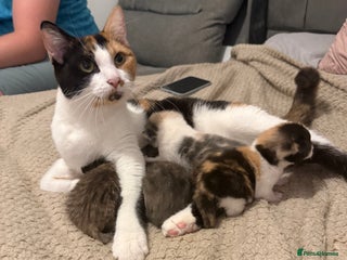 Mixed Breed cats - Advert 32