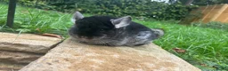 Chinchilla rodents for sale: Various Chinchillas (Pet Only) in Milton Keynes - Advert 7
