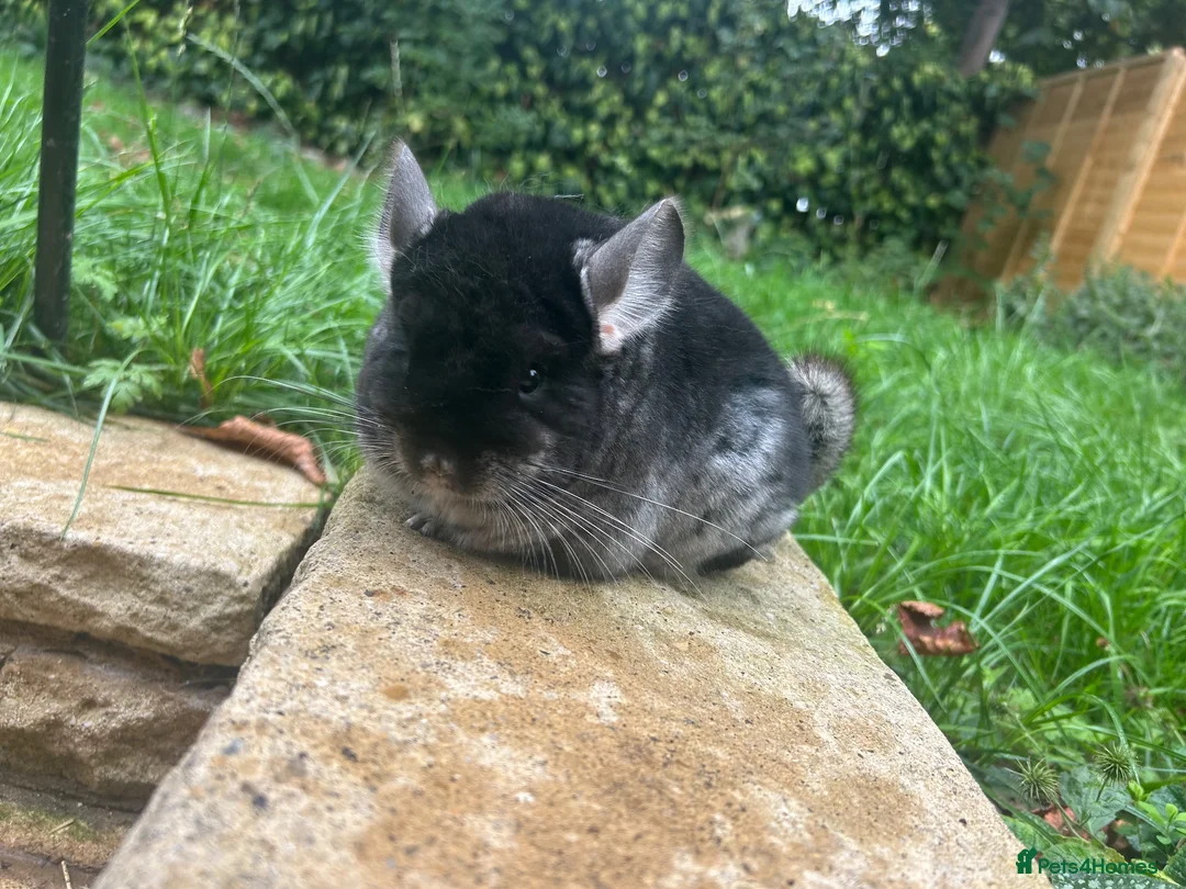 Chinchilla rodents for sale: Various Chinchillas (Pet Only) in Milton Keynes - Advert 7