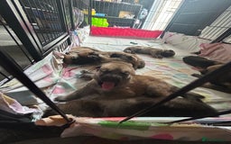 Shepsky dogs for sale: German shepherd x husky 3 weeks old  - Image 4
