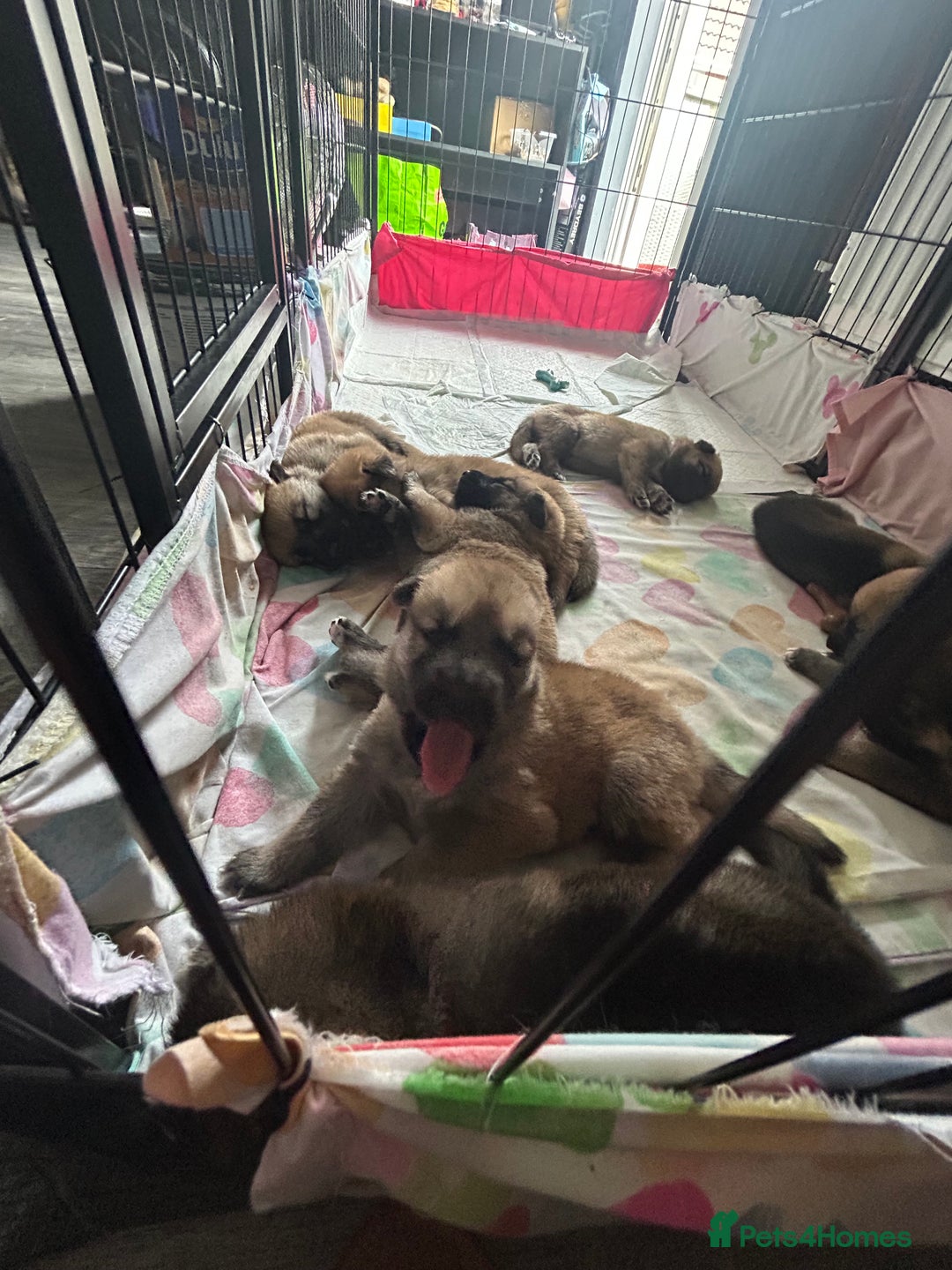 Shepsky dogs for sale: German shepherd x husky 3 weeks old  - Image 4